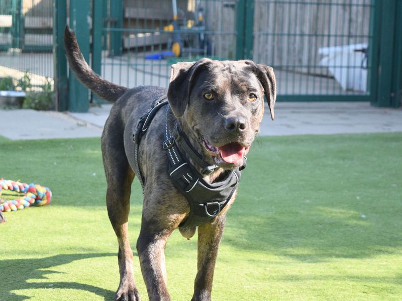 Houla | Retriever (Labrador) Cross | Harefield West London - 1