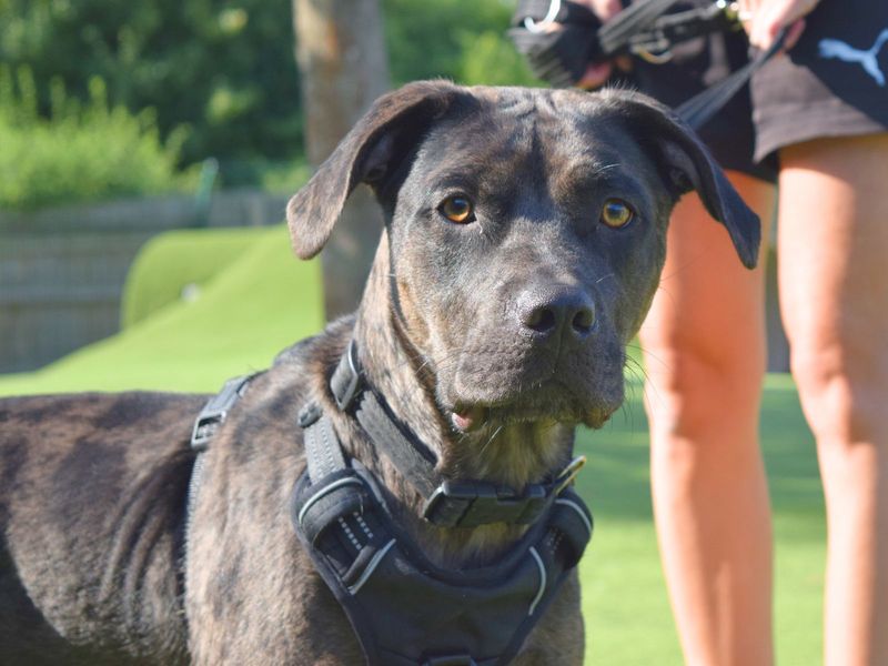 Mastiff for adoption in Uxbridge, London – 2 years old - Image 3 of 4