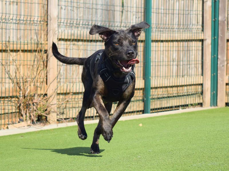 Mastiff for adoption in Uxbridge, London – 2 years old - Image 4 of 4