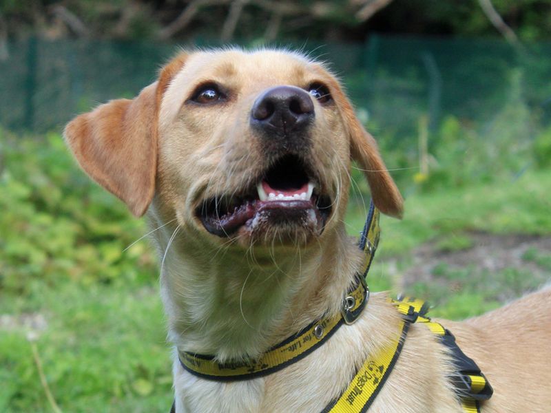 Angel | Retriever (Labrador) | Merseyside (Liverpool) - 1