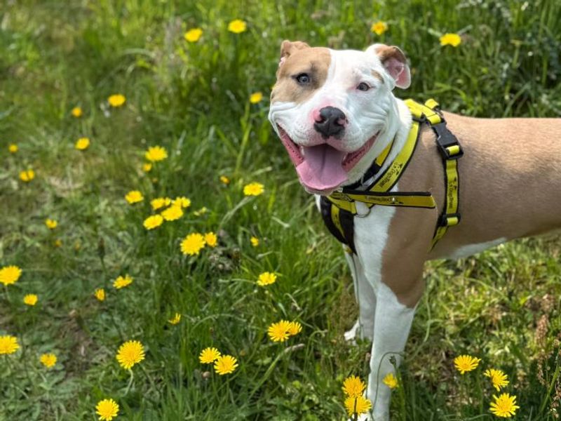 Frankie for sale in Telford, Shropshire | Image 3