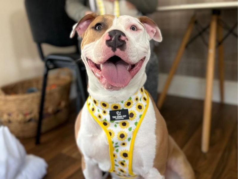 Frankie for sale in Telford, Shropshire