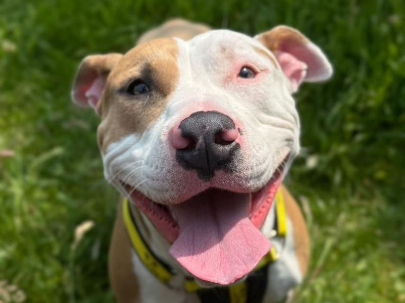 Frankie for sale in Telford, Shropshire | Image 2