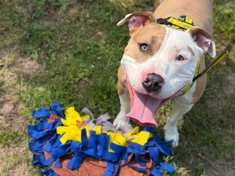 Frankie for sale in Telford, Shropshire | Image 4
