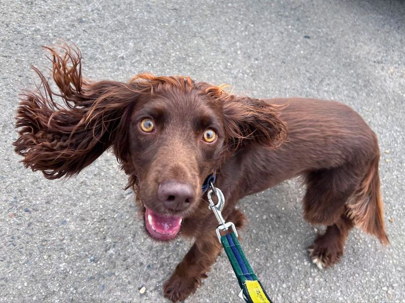 Cocker Spaniel for adoption in Newton Tony, Wiltshire – 4 years old - Image 4 of 7