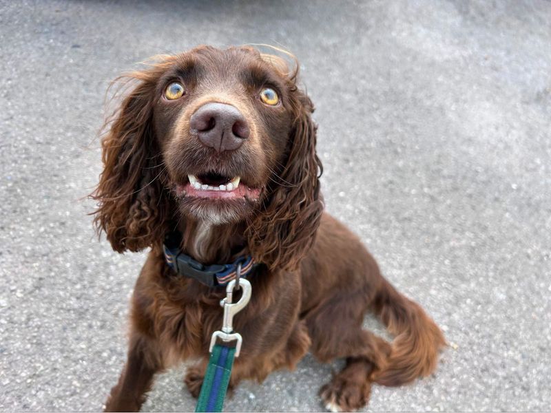 Lulu for sale in Newton Tony, Wiltshire