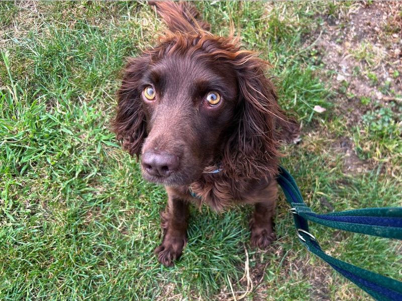 Cocker Spaniel for adoption in Newton Tony, Wiltshire – 4 years old - Image 7 of 7