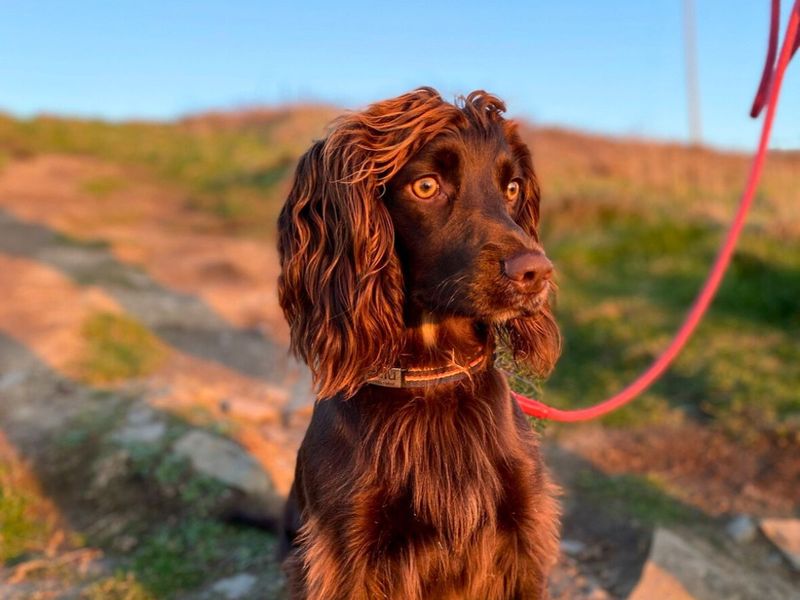 Lulu for sale in Newton Tony, Wiltshire | Image 2