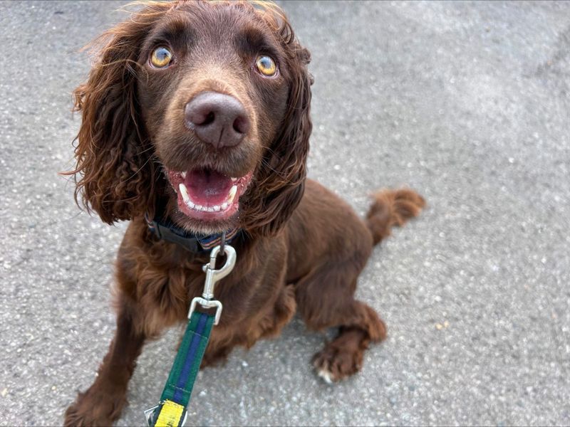 Cocker Spaniel for adoption in Newton Tony, Wiltshire – 4 years old - Image 6 of 7