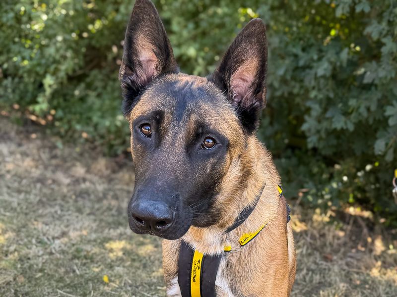 Zeus | Belgian Shepherd Dog (Malinois) Cross | Basildon (Essex) - 5