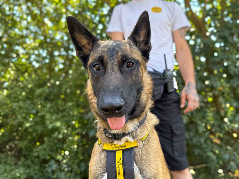 Zeus | Belgian Shepherd Dog (Malinois) Cross | Basildon (Essex) - 4