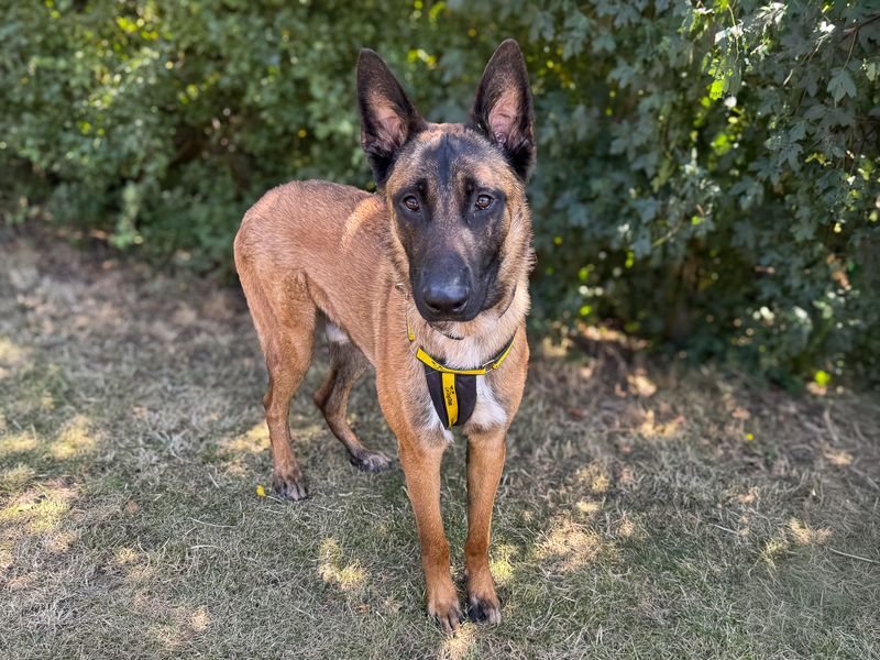 Zeus | Belgian Shepherd Dog (Malinois) Cross | Basildon (Essex) - 1