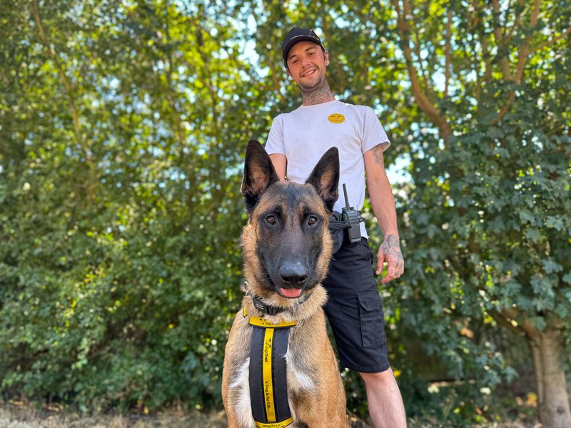 Zeus | Belgian Shepherd Dog (Malinois) Cross | Basildon (Essex) - 2