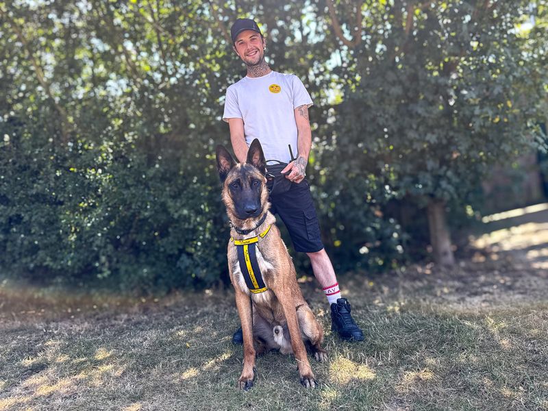 Zeus | Belgian Shepherd Dog (Malinois) Cross | Basildon (Essex) - 3