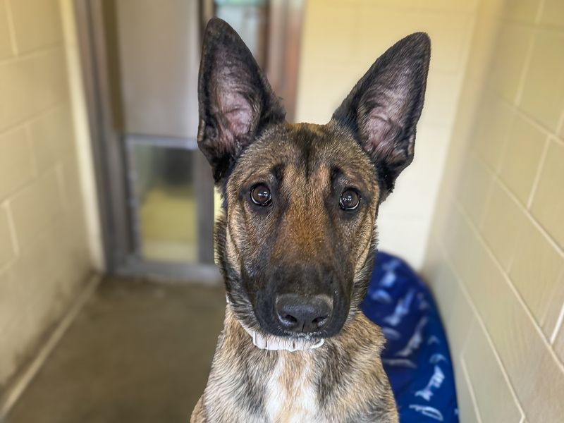 undefined | Belgian Shepherd Dog (Malinois) Cross | undefined - 1