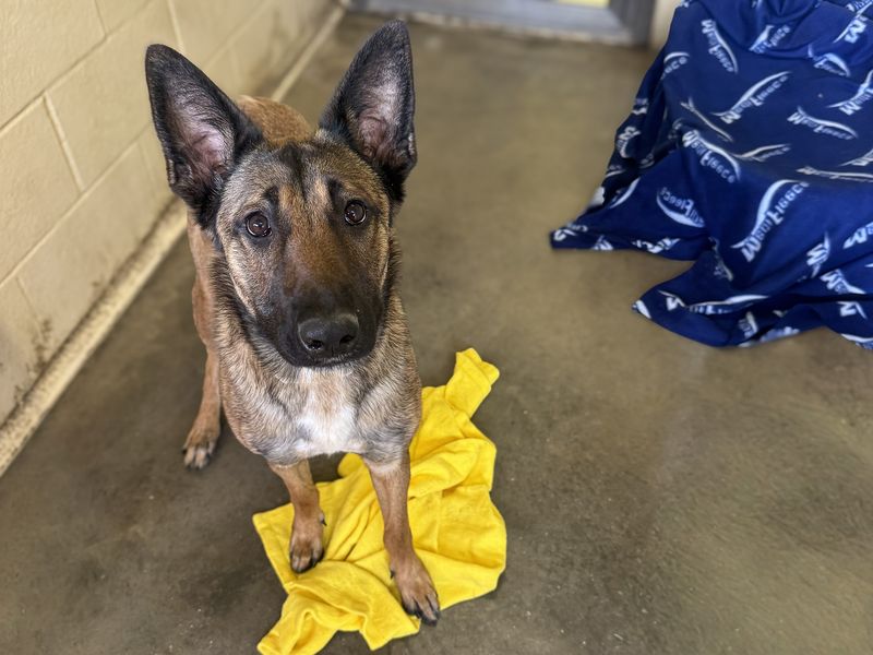 undefined | Belgian Shepherd Dog (Malinois) Cross | undefined - 2