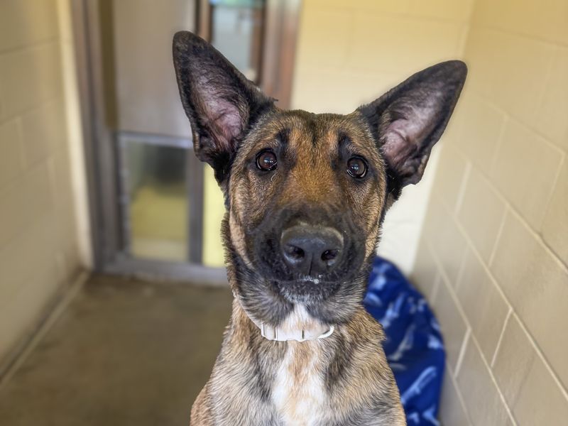 undefined | Belgian Shepherd Dog (Malinois) Cross | undefined - 3