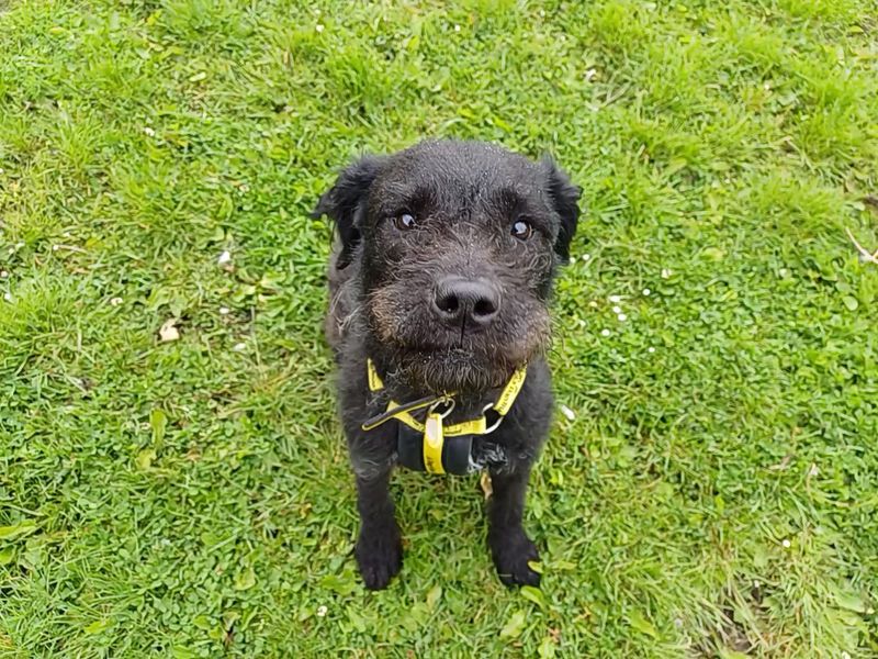 Jodie for sale in West Calder, West Lothian