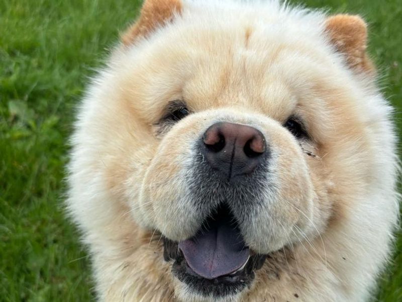 Morgie | Chow Chow | Shrewsbury (Shropshire) - 1