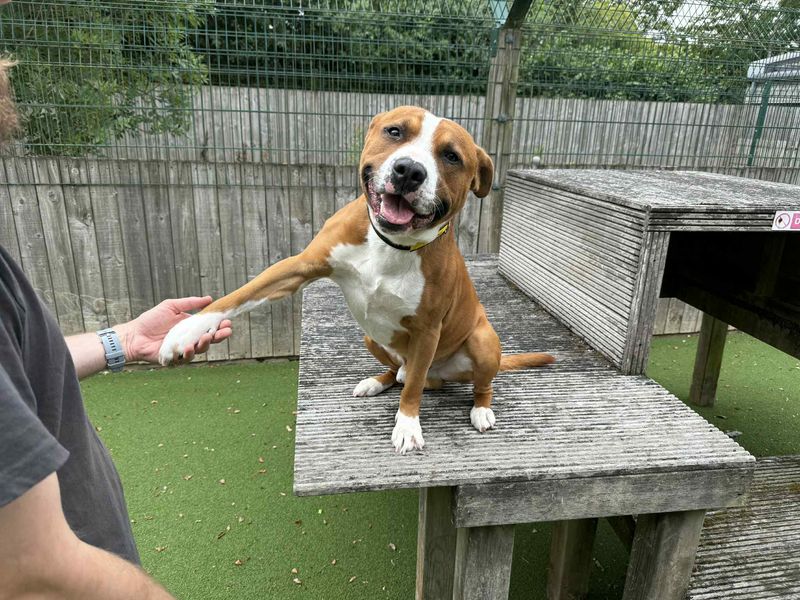 Staffordshire Bull Terrier for adoption in Wymeswold, Leicestershire – 3 years old - Image 2 of 4