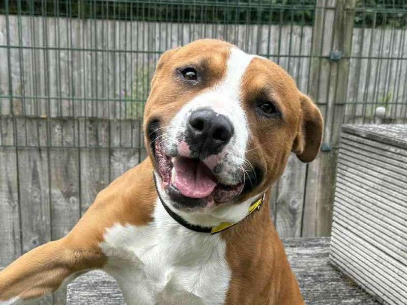 Staffordshire Bull Terrier for adoption in Wymeswold, Leicestershire – 3 years old - Image 3 of 4