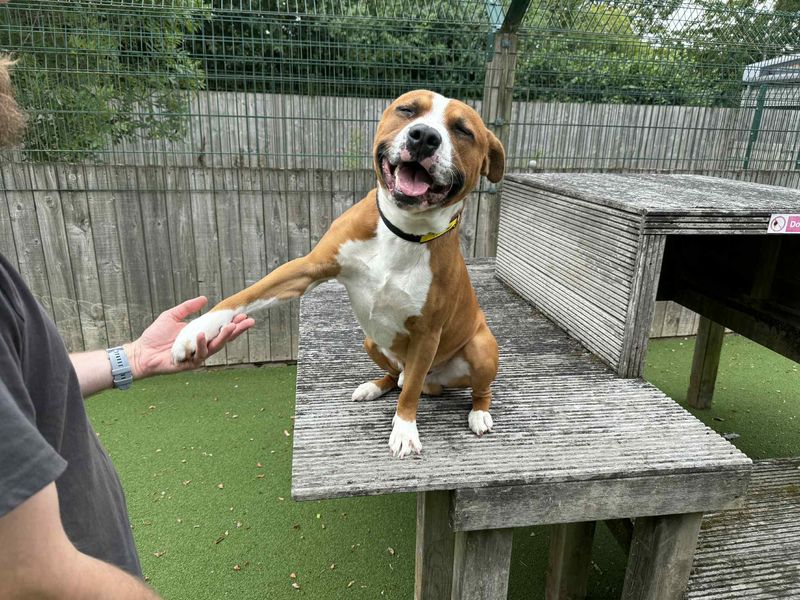 Staffordshire Bull Terrier for adoption in Wymeswold, Leicestershire – 3 years old