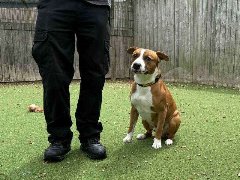 Staffordshire Bull Terrier for adoption in Wymeswold, Leicestershire – 3 years old - Image 4 of 4