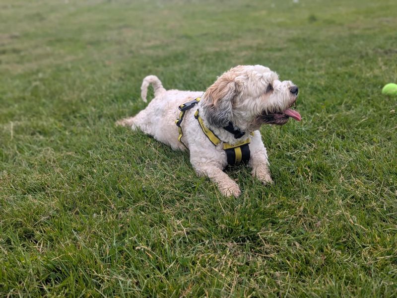 Otis for sale in Mid Glamorgan, Wales