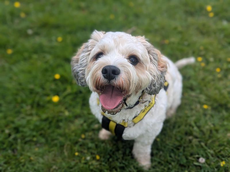 Otis | Bichon Frise Cross | Bridgend (Wales) - 1