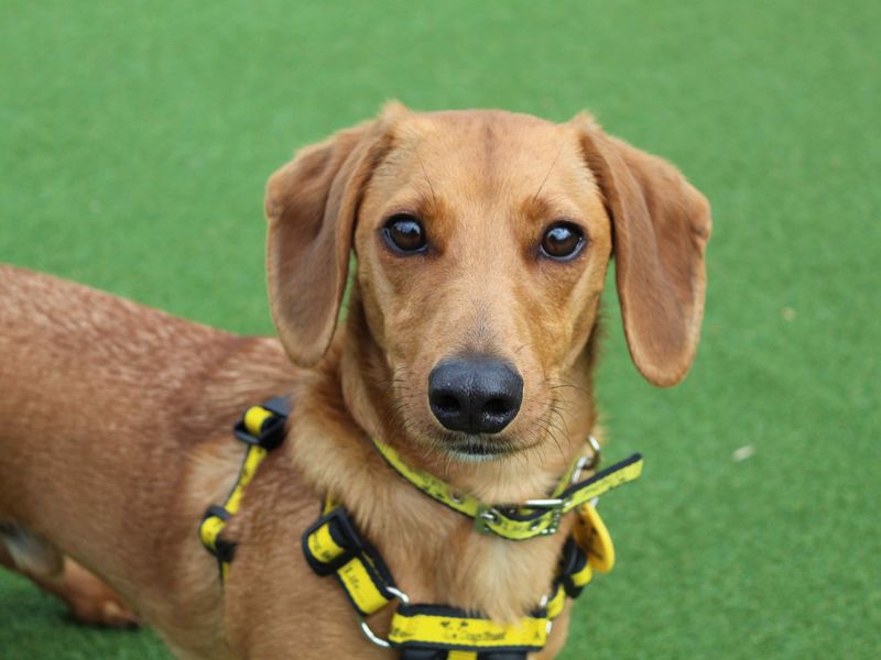 Jack Russell for adoption in Glasgow, Scotland – 2 years old - Image 4 of 4