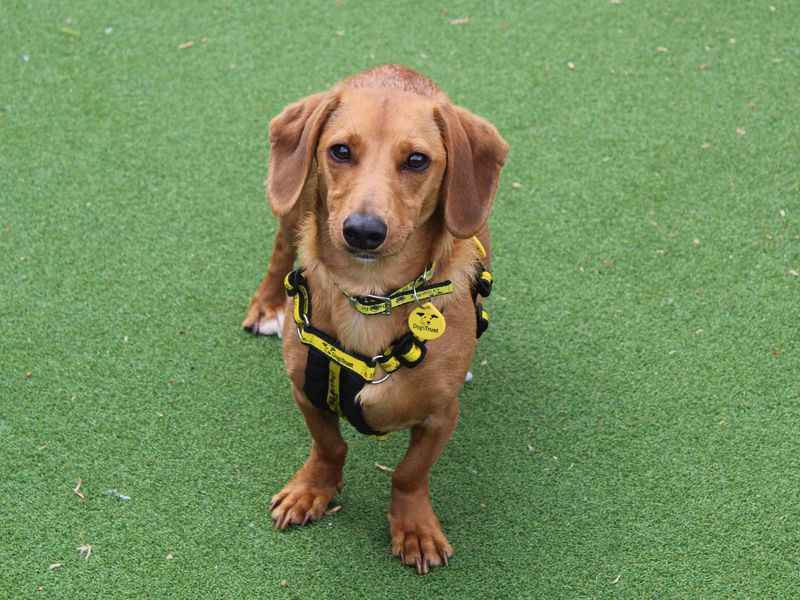 Jack Russell for adoption in Glasgow, Scotland – 2 years old - Image 3 of 4