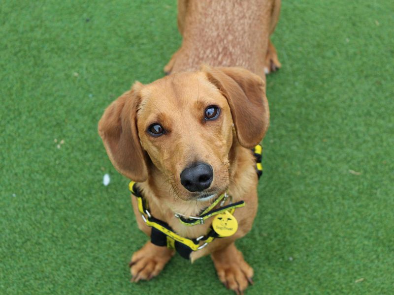 Jack Russell for adoption in Glasgow, Scotland – 2 years old - Image 2 of 4