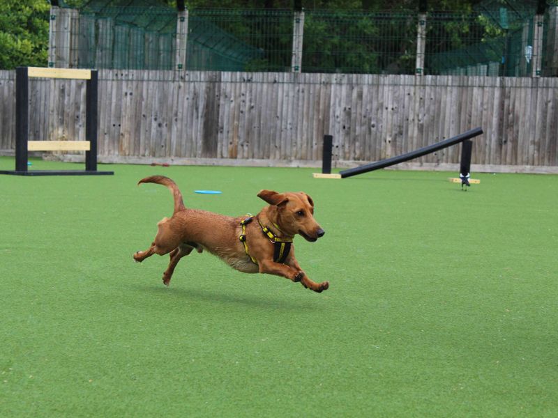 Harry | Dachshund (Smooth Haired) Cross | Glasgow - 1
