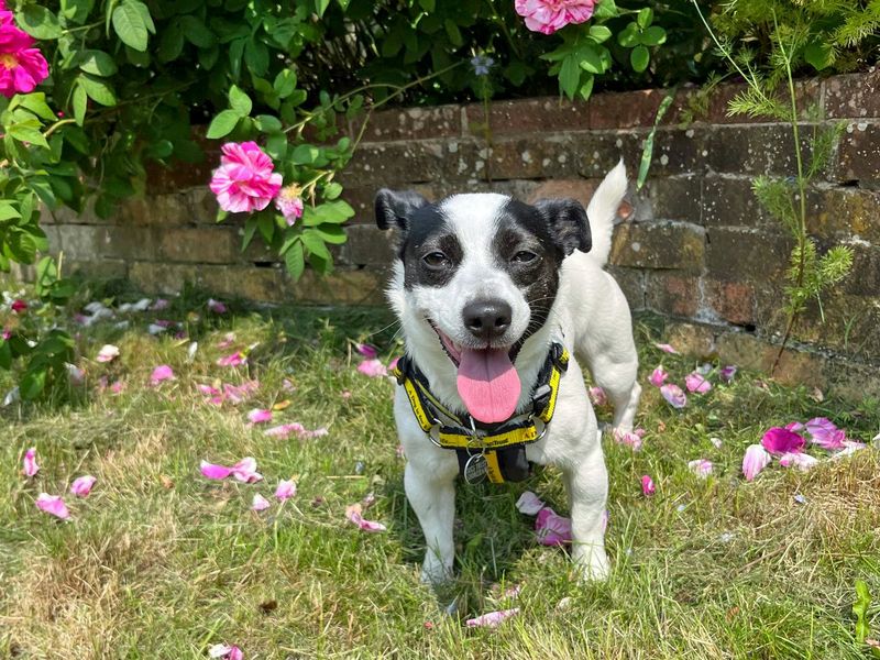 Jack Russell for adoption in Shoreham by Sea, West Sussex – 2 years old - Image 4 of 4