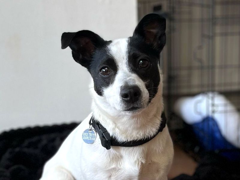 Jack Russell for adoption in Shoreham by Sea, West Sussex – 2 years old - Image 2 of 4