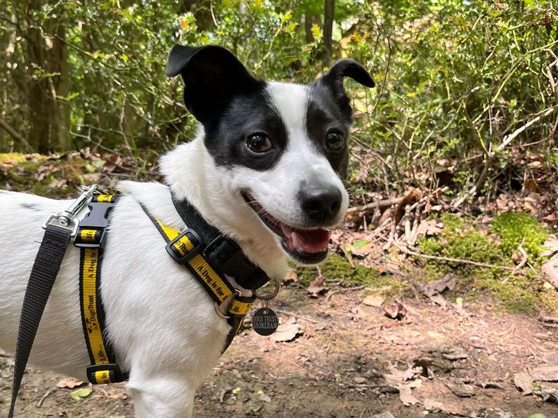Jack Russell for adoption in Shoreham by Sea, West Sussex – 2 years old - Image 3 of 4