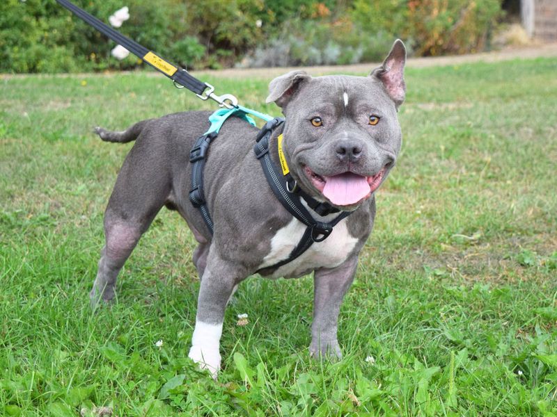 Blue | American Bully Pocket | Harefield West London - 1