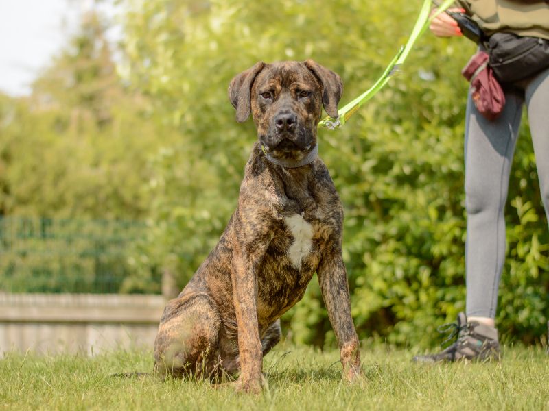 Biscuit for sale in Kenilworth, Warks | Image 2