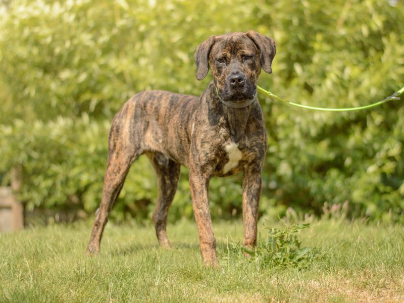 Biscuit for sale in Kenilworth, Warks