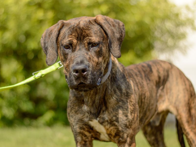 Biscuit for sale in Kenilworth, Warks | Image 3