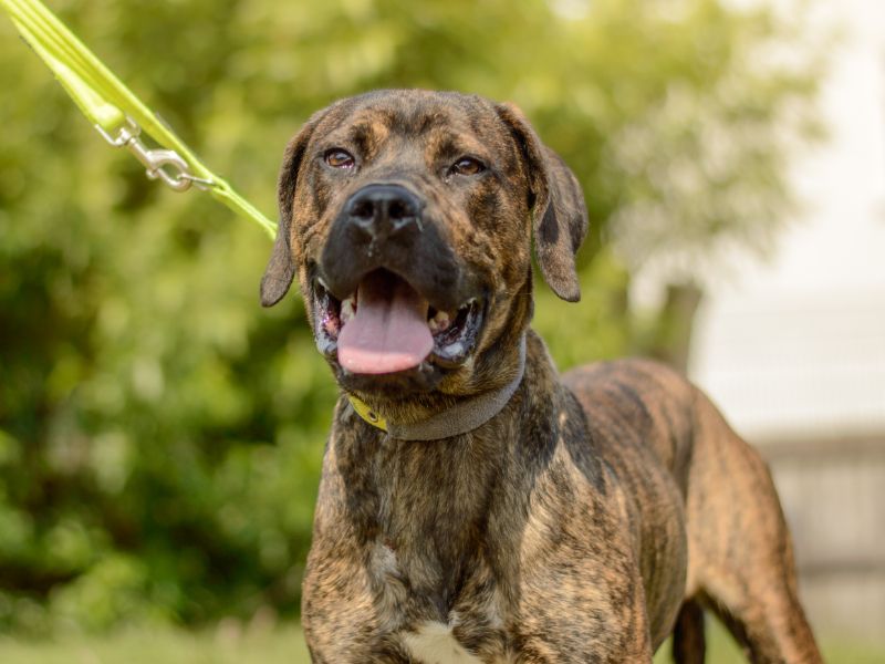 Mastiff for adoption in Kenilworth, Warks – 2 years old - Image 4 of 4