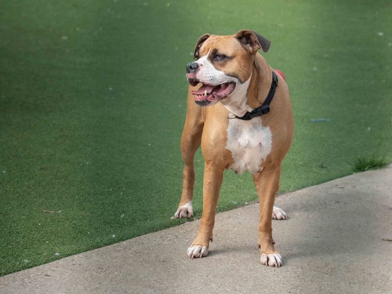Boxer for adoption in Wymeswold, Leicestershire – 5 years old - Image 2 of 3