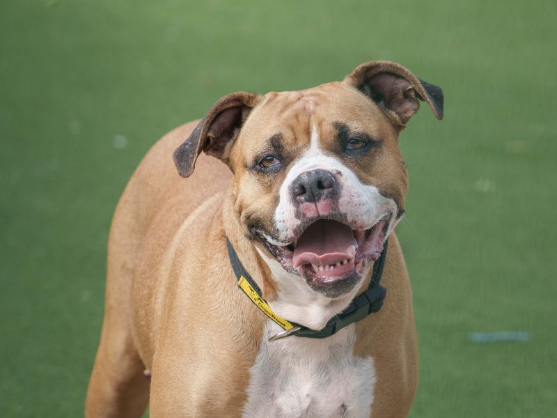 Boxer for adoption in Wymeswold, Leicestershire – 5 years old - Image 3 of 3