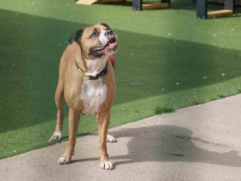Boxer for adoption in Wymeswold, Leicestershire – 5 years old
