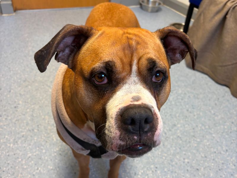 Roxy | Boxer Cross | Loughborough - 1