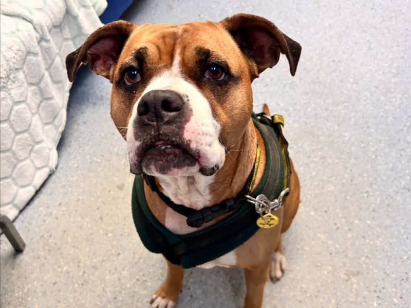 Roxy, a 6 years old female Unknown available for adoption from Dogs Trust in Loughborough
