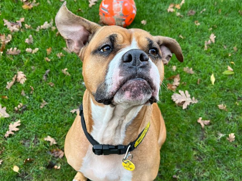 Roxy, a 6 years old female Crossbreed available for adoption from Dogs Trust in Loughborough, Leicestershire