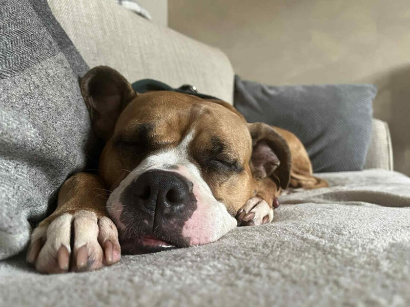 Roxy, a 6 years old female Unknown available for adoption from Dogs Trust in Loughborough, Leicestershire