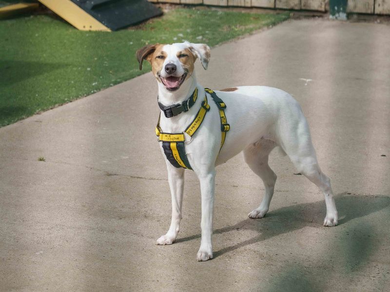 Jack Russell for adoption in Wymeswold, Leicestershire – 4 years old - Image 3 of 3