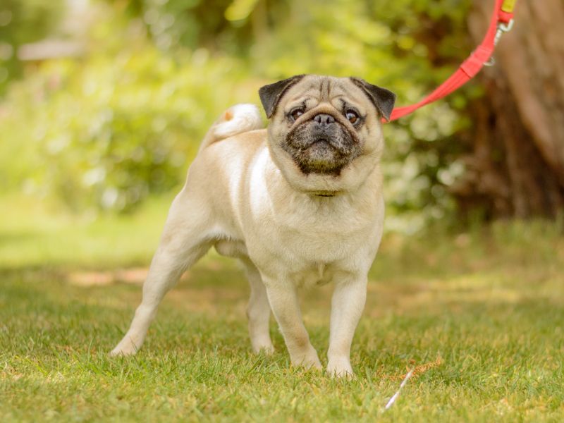 Pugsley for sale in Kenilworth, Warks - Image 3